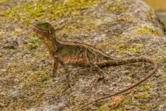 Lagarto 7 <em>(1843)</em>