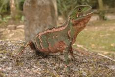 Lagarto 8 <em>(1844)</em>