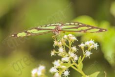 Borboleta 110 <em>(1861)</em>