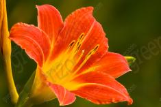 Flor 135 <em>(1862)</em>