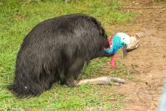 Casuar 1 <em>(1863)</em>