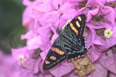 Mariposa 29 <em>(1864)</em>