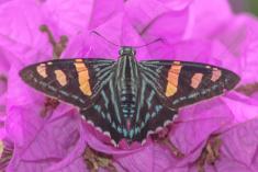 Mariposa 30 <em>(1865)</em>