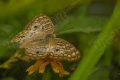Borboleta 109 <em>(1875)</em>