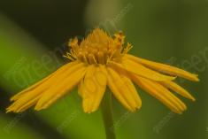 Flor 137 <em>(1877)</em>