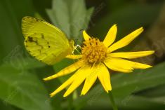 Borboleta 111 <em>(1878)</em>