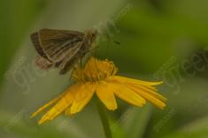 Mariposa 28 <em>(1880)</em>