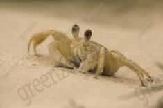 Siri 1 <em>(1890)</em>