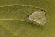 Borboleta 108 <em>(1891)</em>
