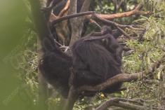 Macaco 22 <em>(1895)</em>