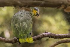 Papagaio 1 <em>(1896)</em>