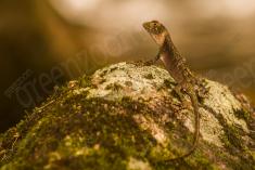 Lagarto 2 <em>(1904)</em>