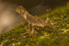 Lagarto 4 <em>(1906)</em>