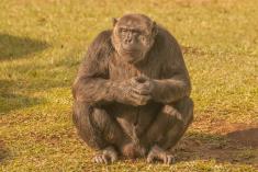Macaco 23 <em>(1908)</em>