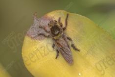 Inseto 174 <em>(1909)</em>