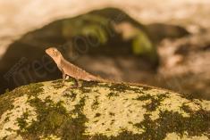Lagarto 1 <em>(1911)</em>