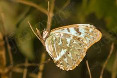 Borboleta 131 <em>(1916)</em>
