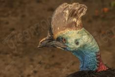 Casuar 2 <em>(1919)</em>