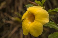 Flor 133 <em>(1926)</em>