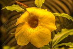 Flor 134 <em>(1927)</em>