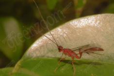 Inseto 2 <em>(1932)</em>