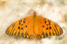 Borboleta 132 <em>(1937)</em>