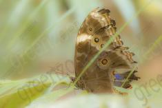 Borboleta 133 <em>(1938)</em>