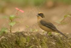 Tié 2 <em>(1940)</em>