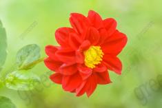 Flor 186 <em>(1941)</em>