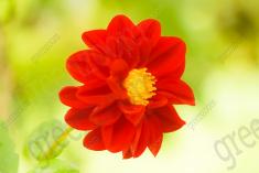 Flor 187 <em>(1942)</em>