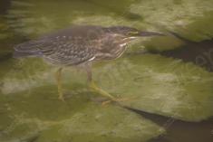 Socó 10 <em>(1944)</em>