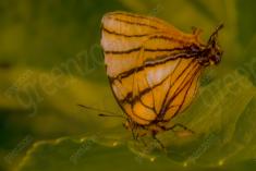 Mariposa 50 <em>(1946)</em>