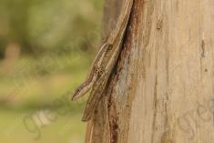 Lagartixa 8 <em>(1947)</em>