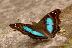Mariposa 51 <em>(1951)</em>