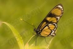 Borboleta 136 <em>(1956)</em>