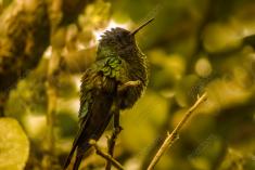 Beija Flor 56 <em>(1958)</em>