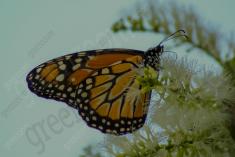 Borboleta 196 <em>(1960)</em>