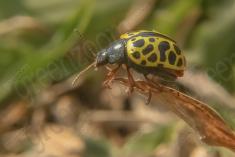 Joaninha 7 <em>(1961)</em>