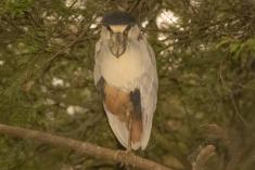 Socó de Bico Largo 2 <em>(1963)</em>