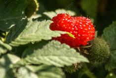 Fruta 3 <em>(1964)</em>