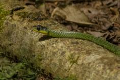 Cobra 9 <em>(1965)</em>