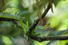 Cobra 10 <em>(1966)</em>