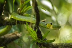 Cobra 11 <em>(1967)</em>