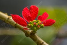 Flor 201 <em>(1968)</em>