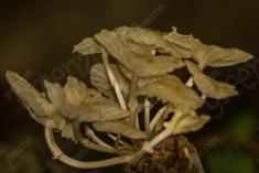 Cogumelo 46 <em>(1969)</em>