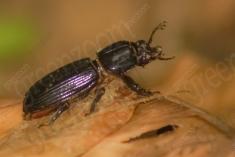 Inseto 195 <em>(1970)</em>