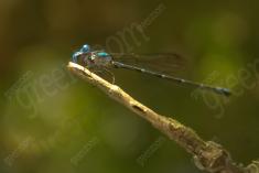 Donzelinha 27 <em>(1971)</em>