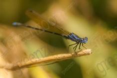 Donzelinha 26 <em>(1972)</em>