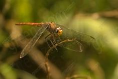 Libelula 78 <em>(1973)</em>