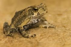 Sapo 12 <em>(1974)</em>